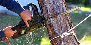 Best Tree Cabling and Bracing  in Westville, IN